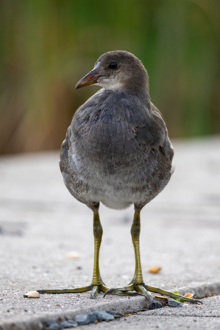 Junges Teichhuhn