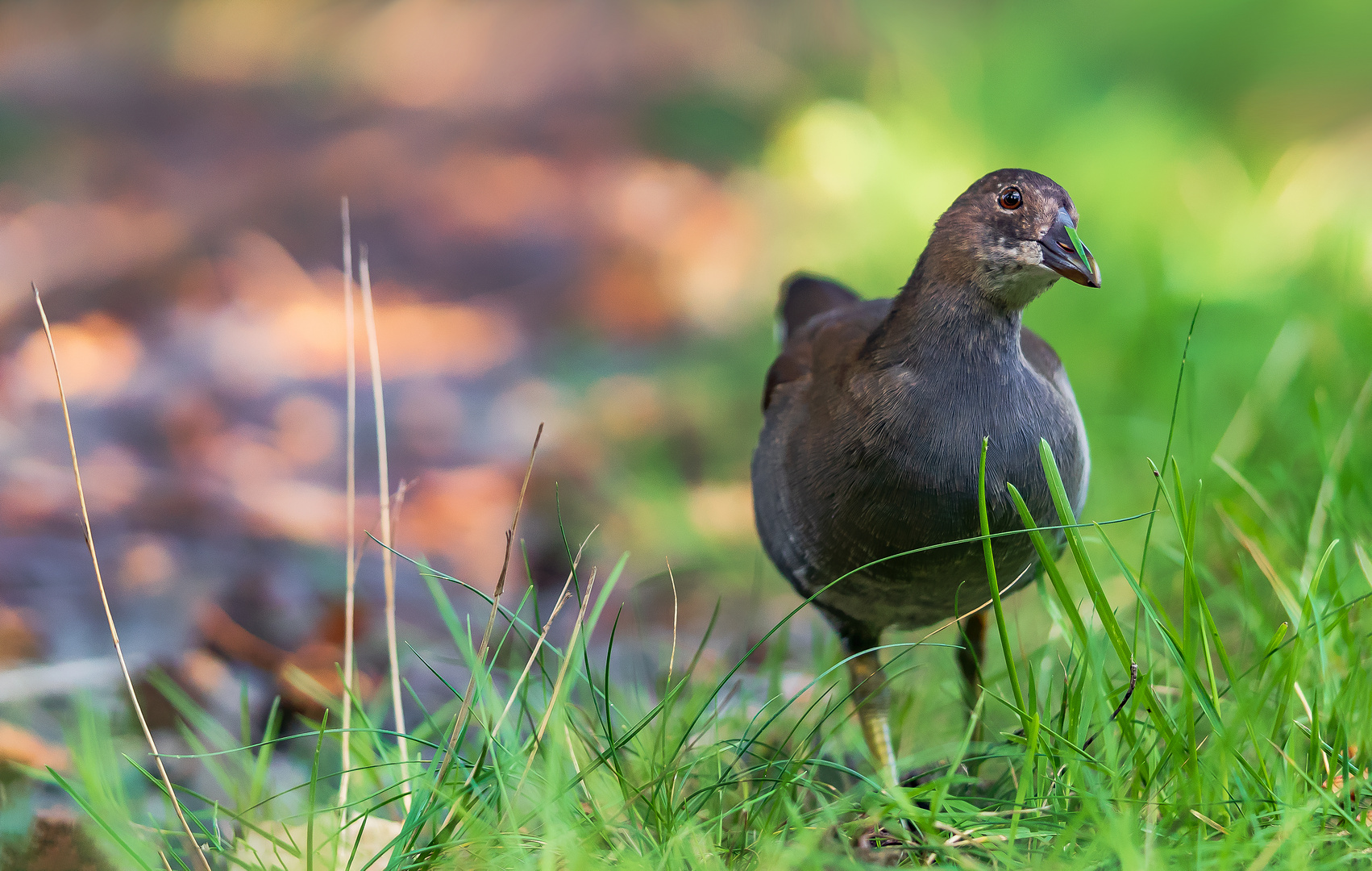 Junges Teichhuhn 