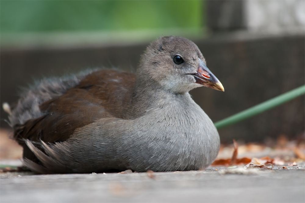 - Junges Teichhuhn -