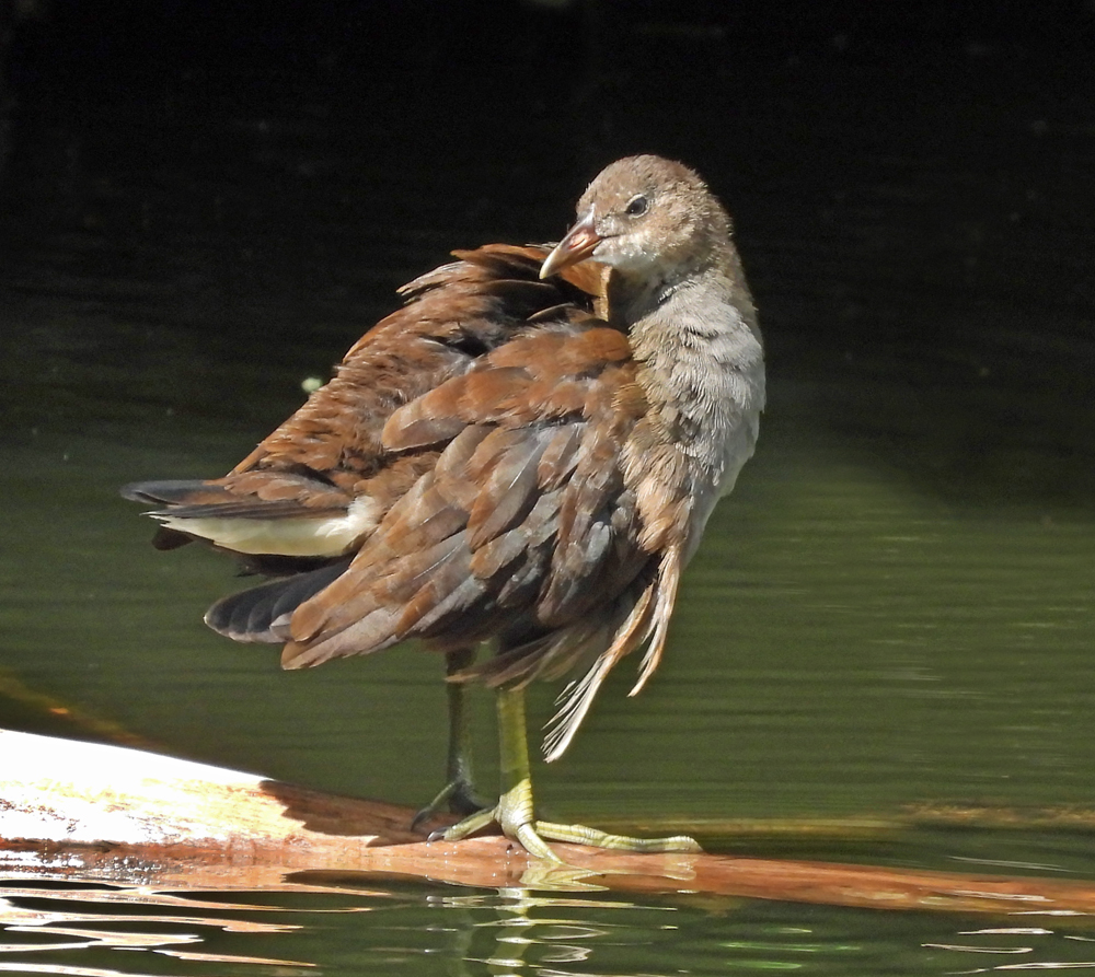 Junges Teichhuhn