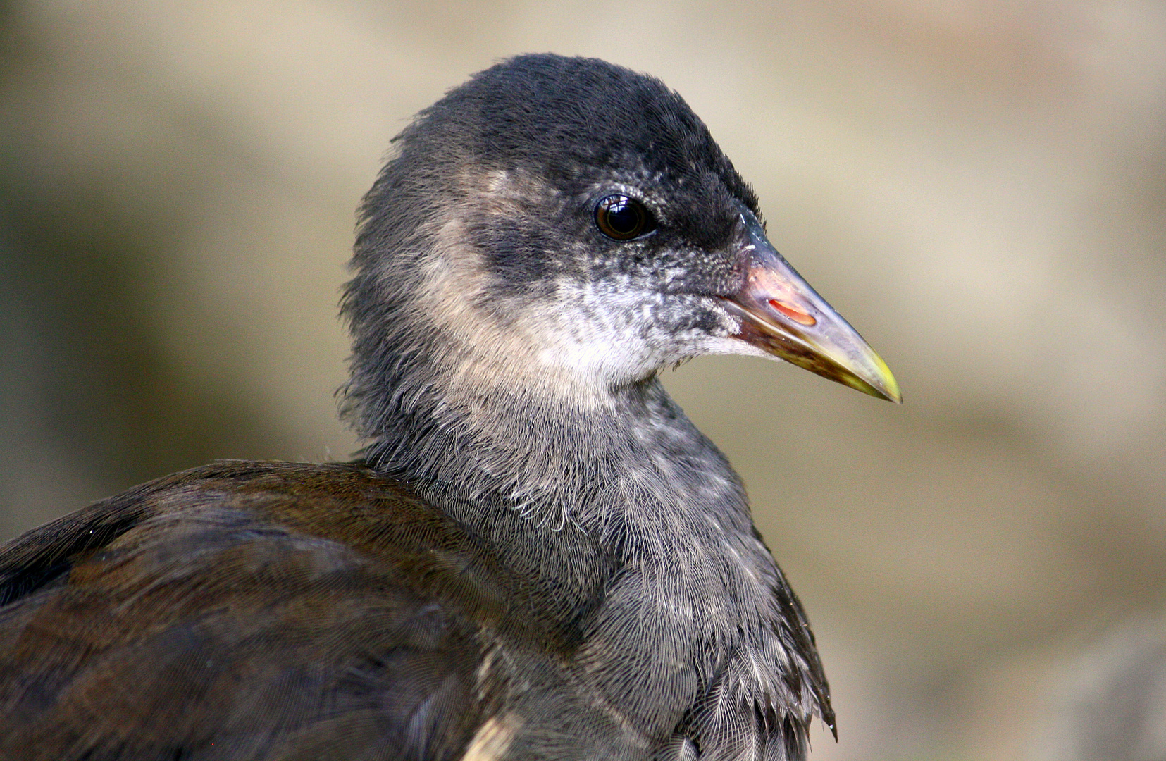 junges Teichhuhn