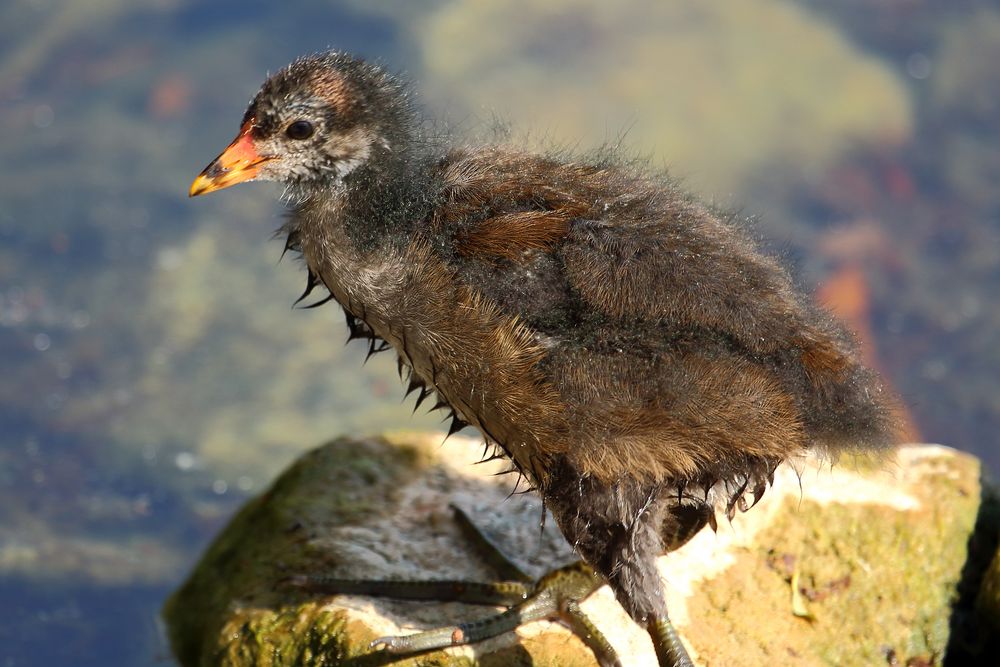 Junges Teichhuhn