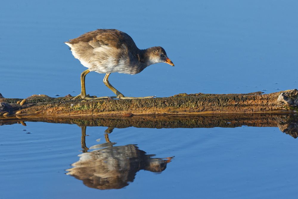 Junges Teichhuhn (Gallinula chloropus)