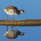 Junges Teichhuhn (Gallinula chloropus)