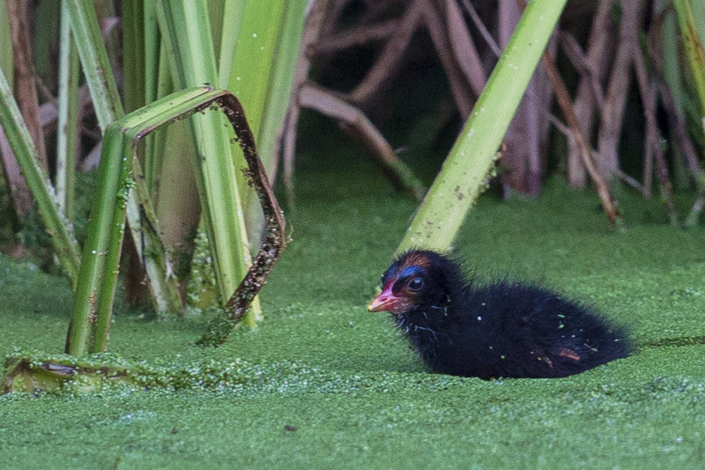 junges Teichhuhn (Gallinula chloropus)