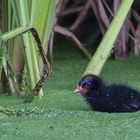 junges Teichhuhn (Gallinula chloropus)