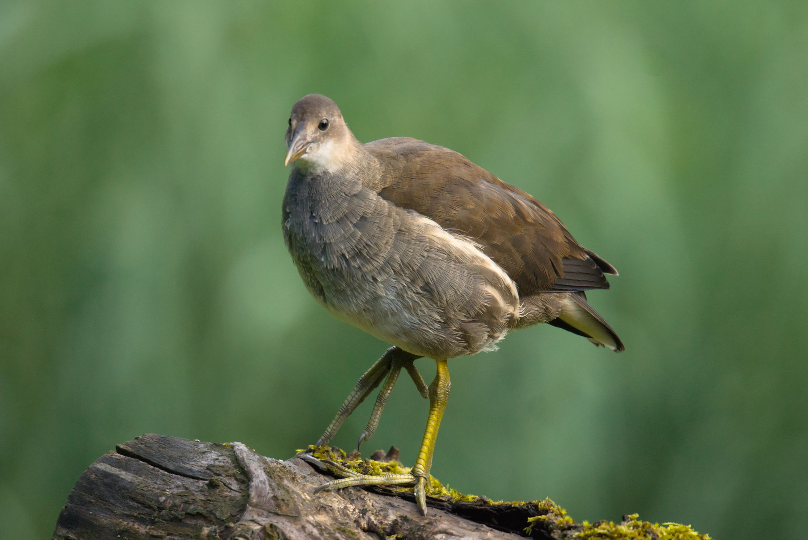 junges Teichhuhn (Gallinula chloropus)