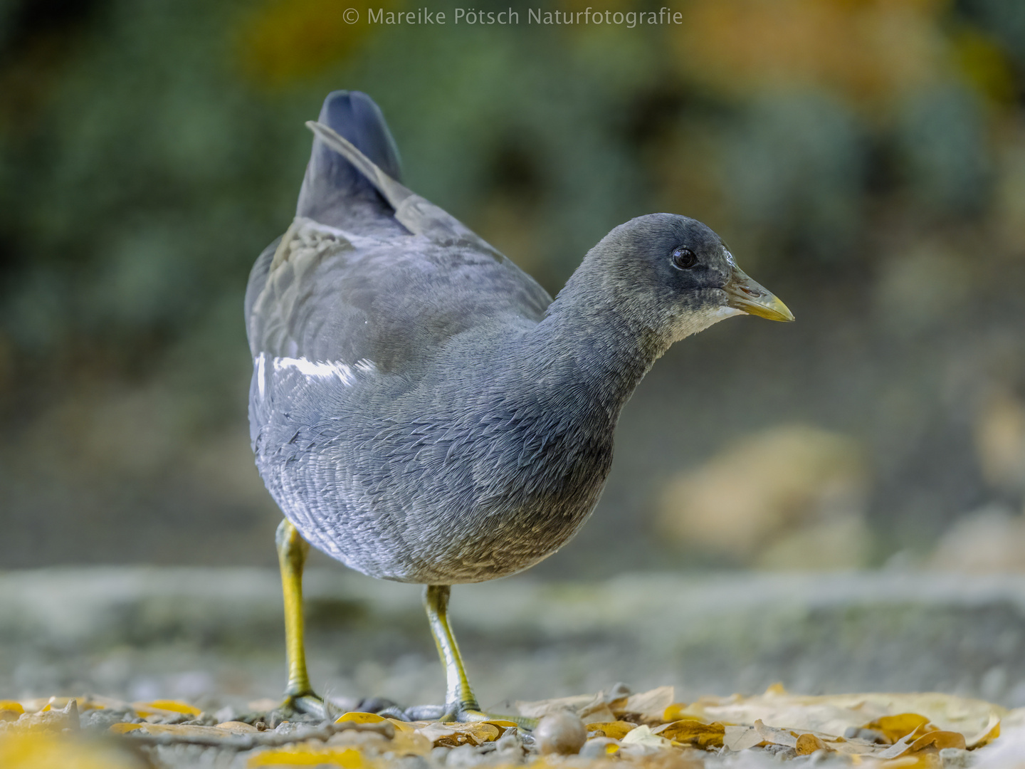 Junges Teichhuhn (Teichralle)