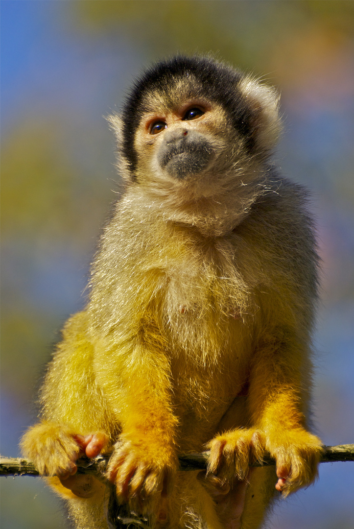 Junges Totenkopfäffchen (Saimiri boliviensis)