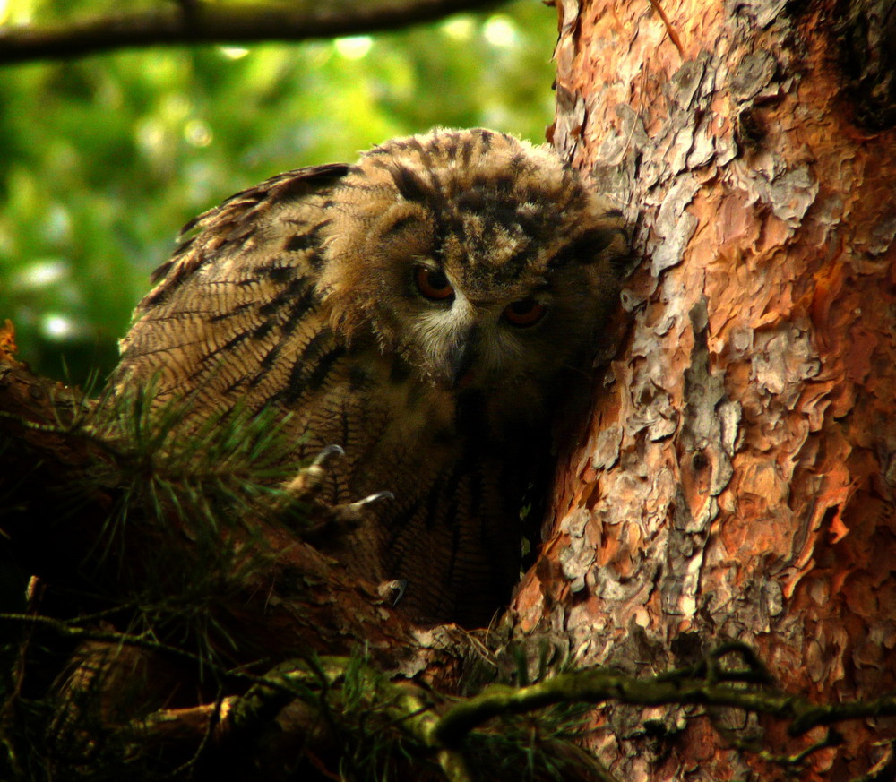 Junges Uhumännchen