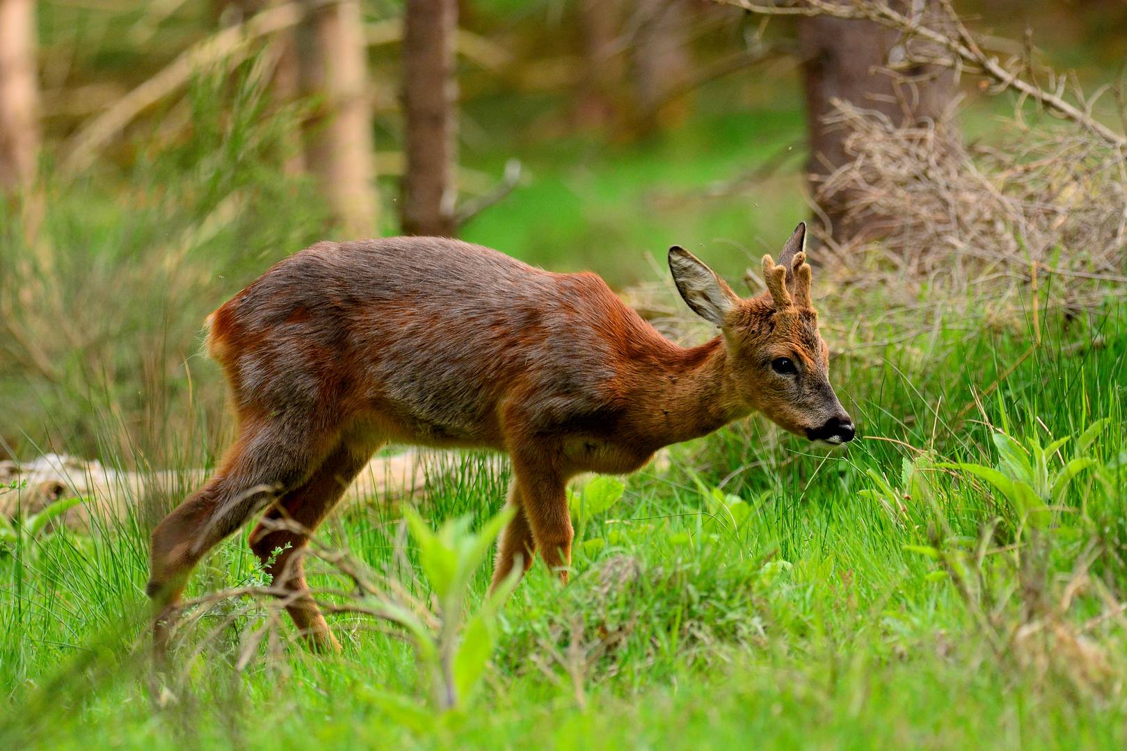 Junges, vertrautes Jährlings-Bastböckchen bei der Äsung