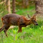 Junges, vertrautes Jährlings-Bastböckchen bei der Äsung