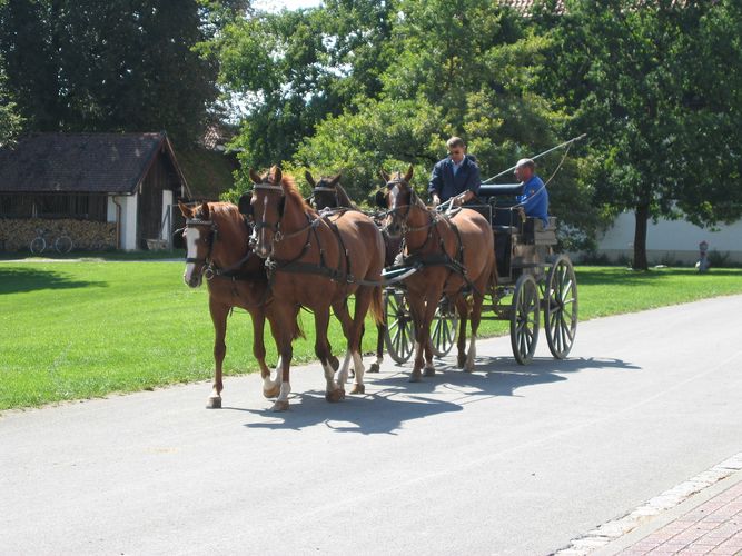 junges vor dem Wagen :-)