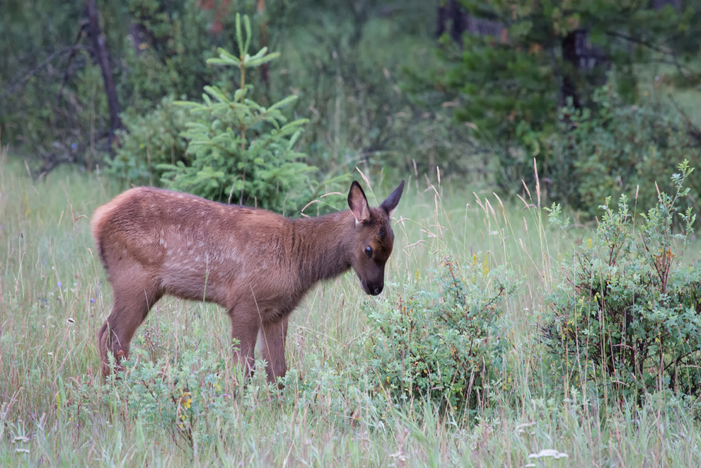 Junges Wapiti