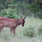 Junges Wapiti