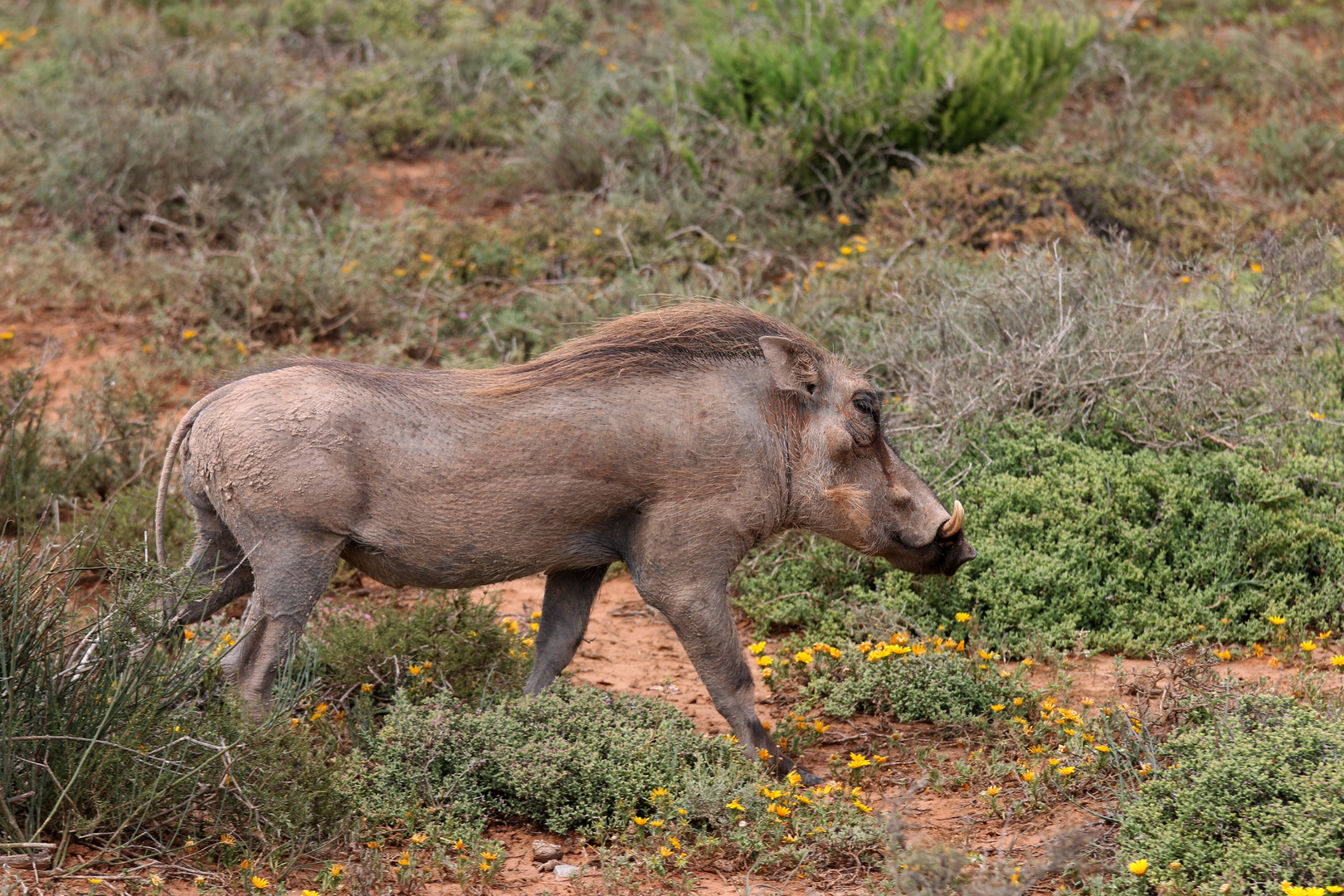  junges Warzenschwein