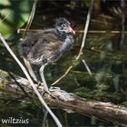 junges Wasserhuhn