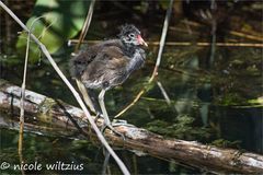 junges Wasserhuhn