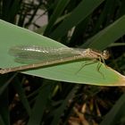 Junges Weibchen der Hufeisen-Azurjungfer (Coenagrion puella), Blitzaufnahme