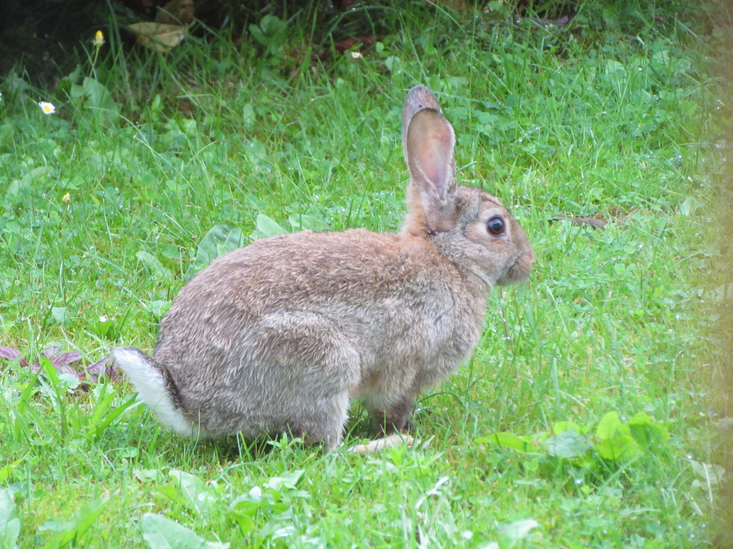 Junges Wildkaninchen