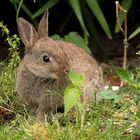 Junges Wildkaninchen