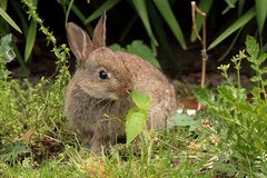 Junges Wildkaninchen