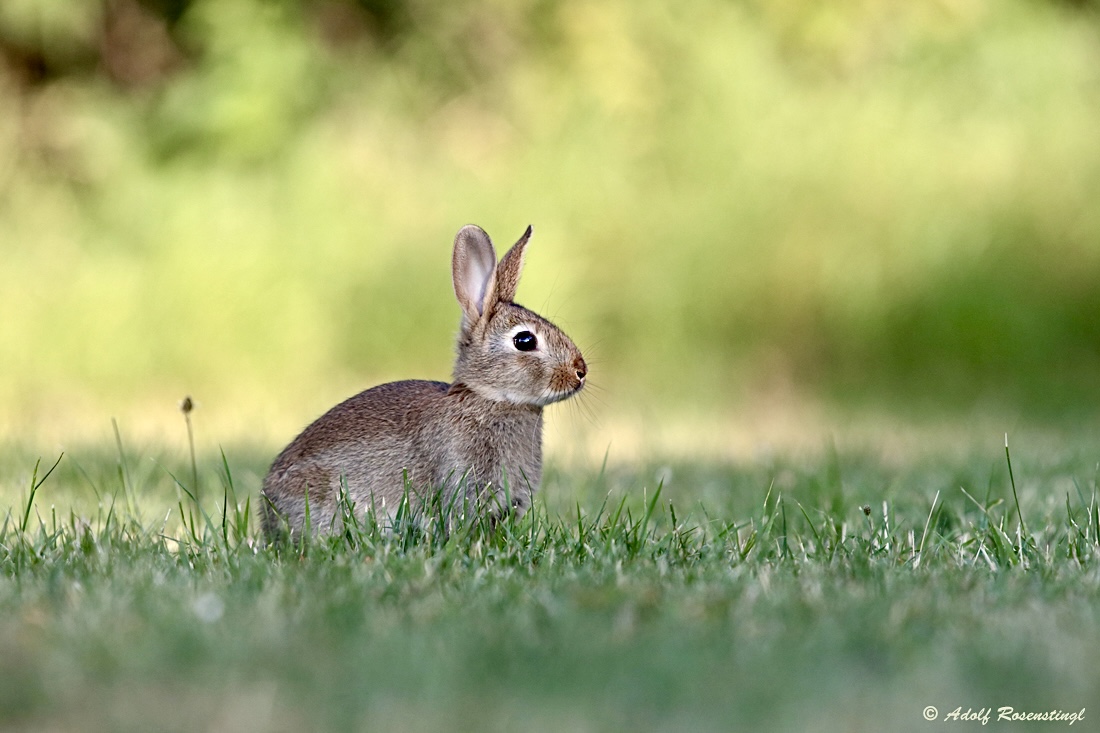 Junges Wildkaninchen ..