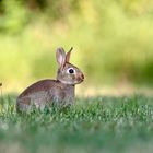 Junges Wildkaninchen ..