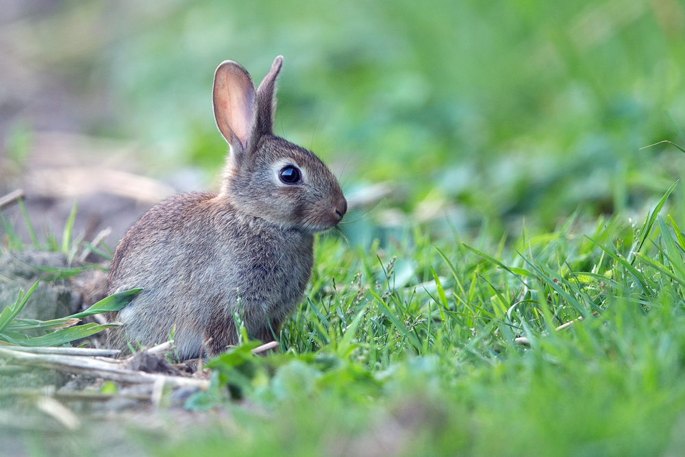 Junges Wildkaninchen am Feldrand