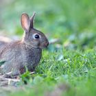 Junges Wildkaninchen am Feldrand