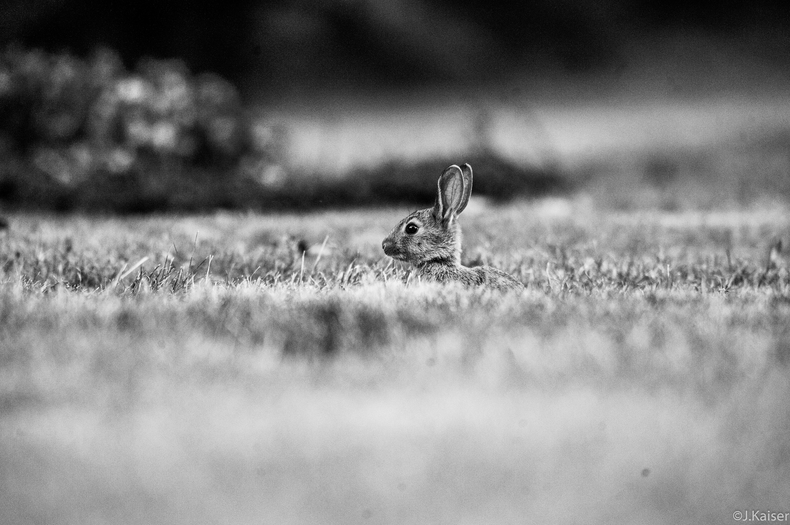 Junges Wildkaninchen