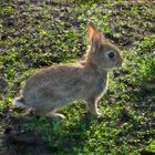 Junges Wildkaninchen (Oryctolagus cuniculus)