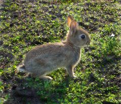 Junges Wildkaninchen (Oryctolagus cuniculus)