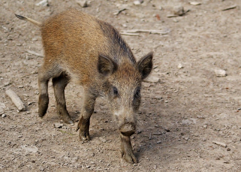 junges Wildschwein