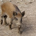 junges Wildschwein