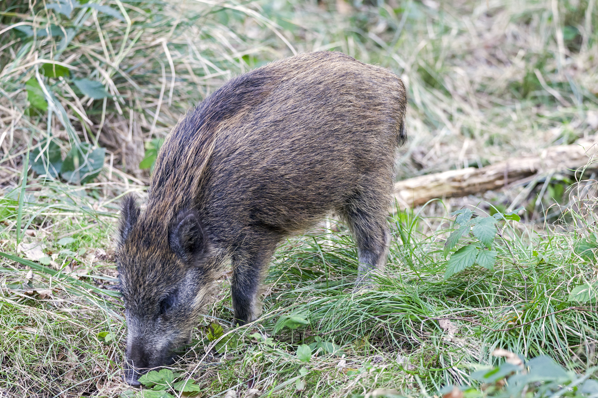 Junges Wildschwein...