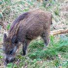 Junges Wildschwein...