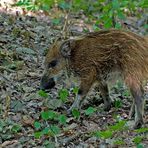 Junges Wildschwein