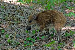 Junges Wildschwein