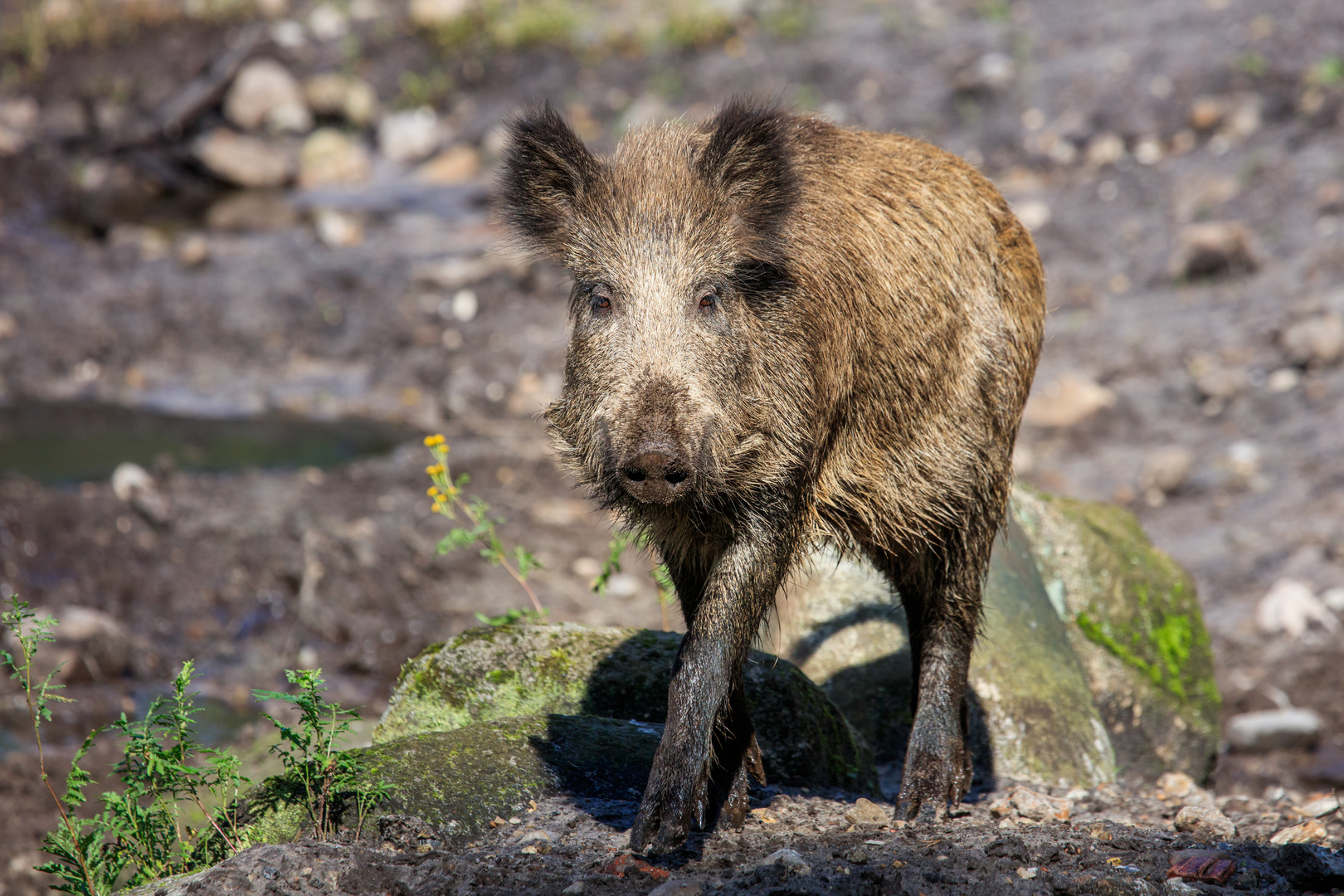 junges Wildschwein