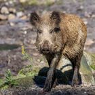 junges Wildschwein