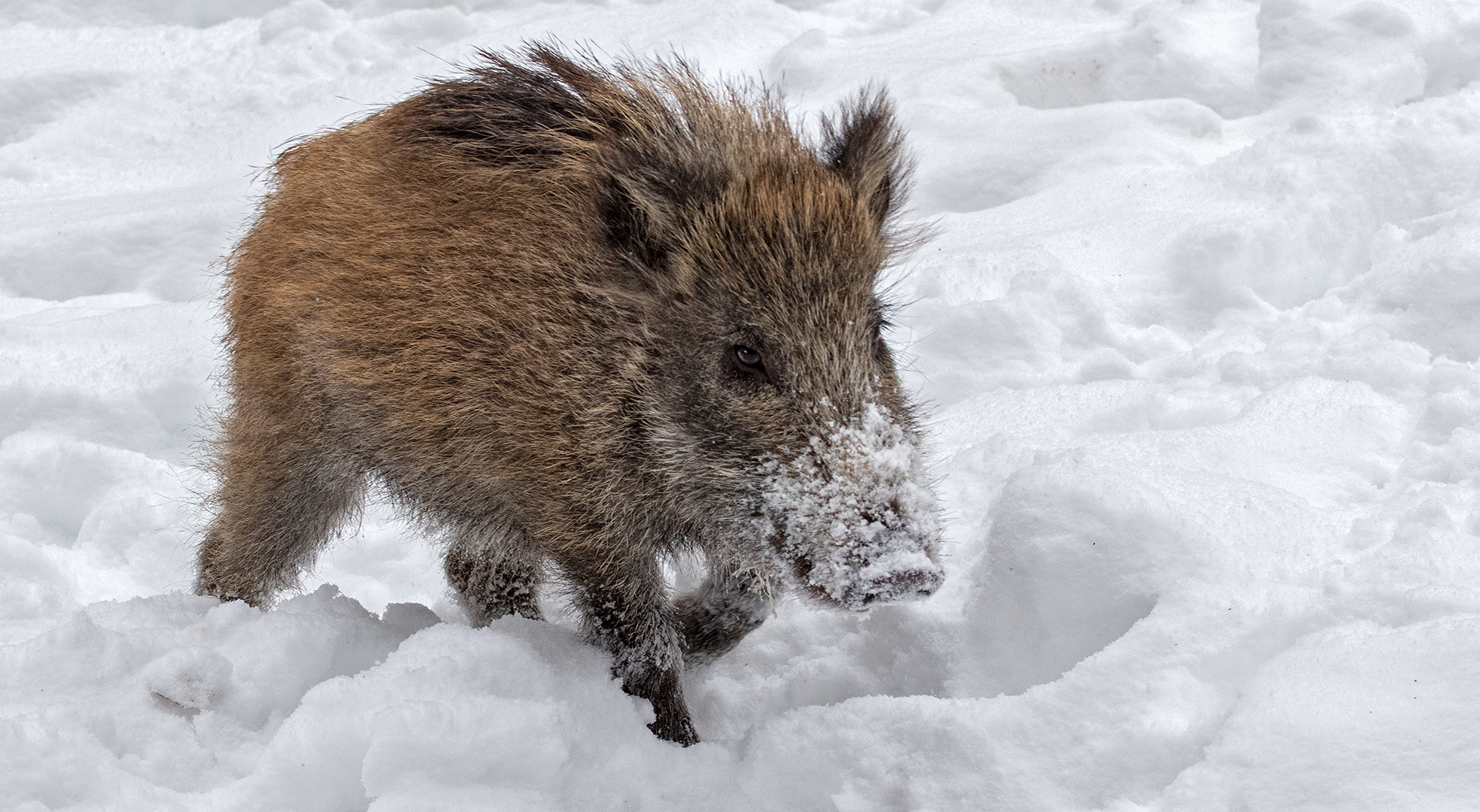 Junges Wildschwein