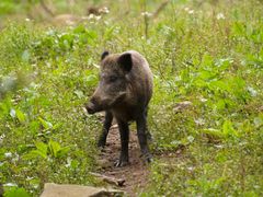 junges Wildschwein ( Überläufer )