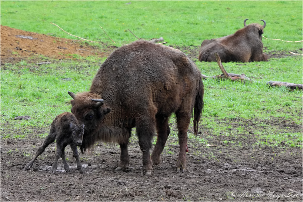 junges Wisent