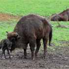 junges Wisent