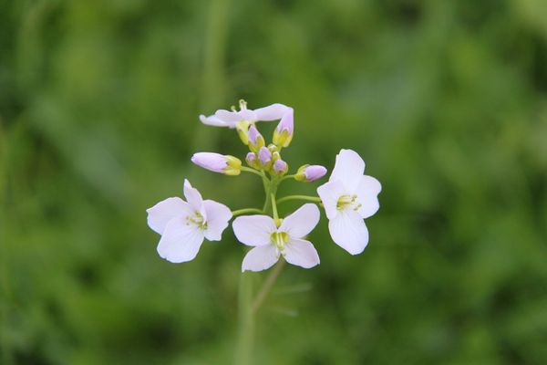 Junges zartes Blümchen.