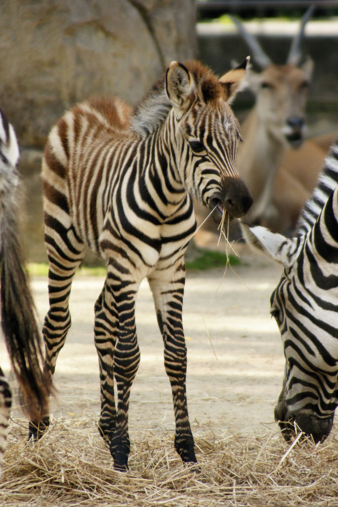 junges Zebra