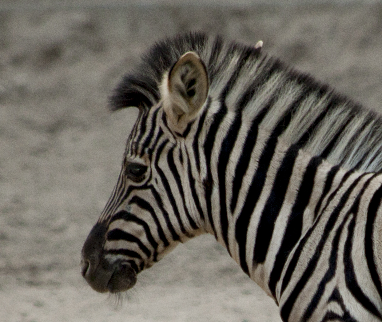 junges Zebra