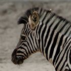 junges Zebra