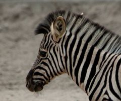 junges Zebra